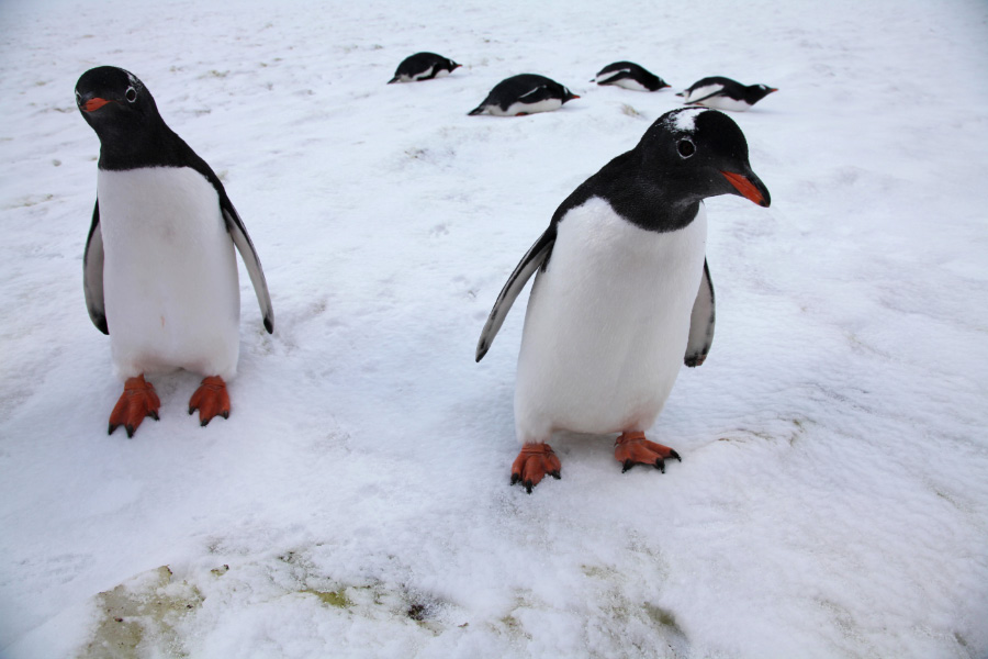 Neko Harbor with penguines investigating