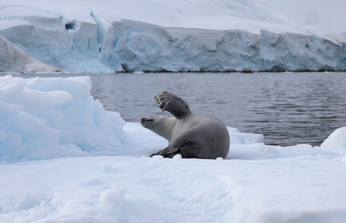 Crabeater seal – Lobodon carcinophaga or carcinophagus – looking human