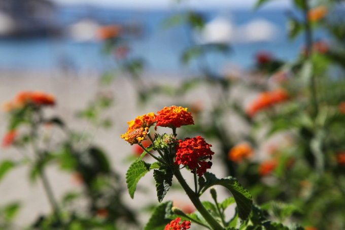 flowers in Kaloi Limenes