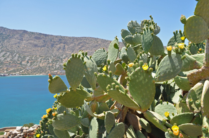 cretan cactus